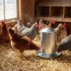 Abreuvoir Poules à Double Paroi en Tôle Galvanisée de 4 L*GAUN Best