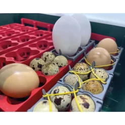 Adaptateur Stabila pour oeufs - RIVER*River Systems Outlet