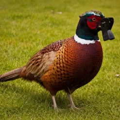 Antipicage Speed-bec grand modèle lot de 5* Outlet