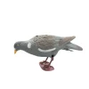 Appelant pigeon qui picore* Discount