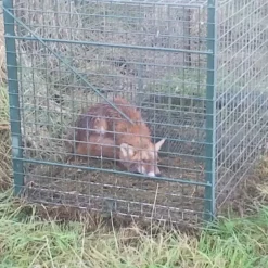 Cage spéciale renard grillage mailles carrées 5cm 200x75x75cm* Clearance