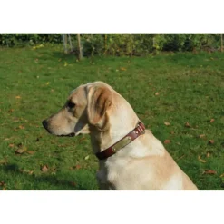 Collier à graver sur plaque laiton cuir noisette 4 tailles* Online