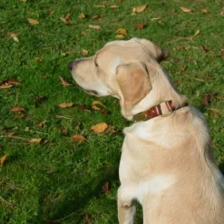 Collier à graver sur plaque laiton cuir noisette 4 tailles* Online