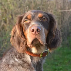 Collier à graver sur plaque laiton cuir noisette 4 tailles* Online