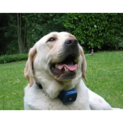 Collier anti-aboiement pour gros chien "Canicalm"*Num'axes Online