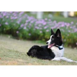 Collier anti-aboiement pour gros chien 