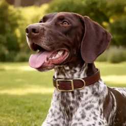 Collier cuir noisette ou chocolat 4 tailles* Sale