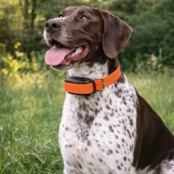 Collier de dressage 600 m étanche et rechargeable*PROHUNT Online