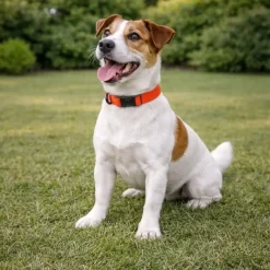 Collier polyester orange réglable 45 cm*Stepland Best