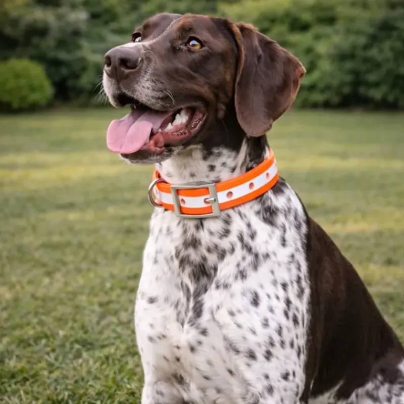 Collier pour chien orange phosphorescent 45 cm*Stepland