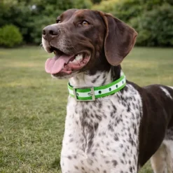 Collier pour chien vert phosphorescent 45 cm*Stepland Hot