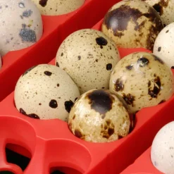 Couveuse Automatique 49 oeufs Biomaster Egg Tech 49*River Systems Sale