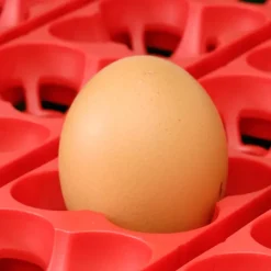 Couveuse Automatique 24 oeufs Biomaster Egg Tech 24*River Systems Online