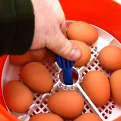 Couveuse automatique Covatutto 16L Pro*Novital Outlet