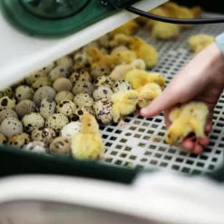 Couveuse automatique River System Egg Tech 49 oeufs*River Systems Discount