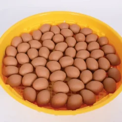 Couveuse manuelle 70 oeufs Puisor IO-102 sans thermostat* Discount