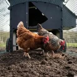 Enclos standard 2m pour poulailler surélevé 8 à 15 poules* Hot