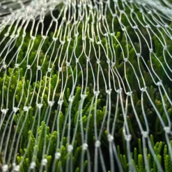 Filet de Protection Anti-Oiseaux 4x10m - Maille 15x15mm en Nylon* New