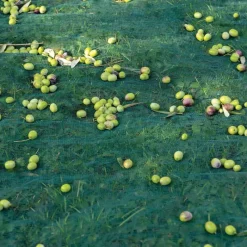 Filet de récolte 8x8m à maille fine 5x5mm - Polyéthylène haute densité* Sale