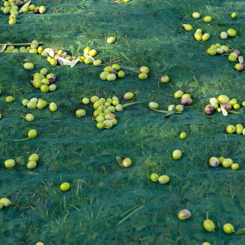 Filet de récolte 12x12m maille 5x5mm - Polyéthylène haute densité 50g/m²* Sale