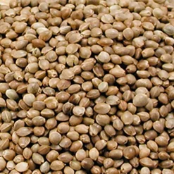 Graines de chanvre* Sale