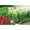 Housse croissance avec liens tomates gaine de forçage polyéthylène jaune traité anti-U.V*Nortene Clearance