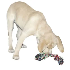 Jeu chien Corde nouée 26 cm*