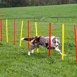 Kit complet d'agilité pour chien Agility en 3 parties*Kerbl Sale