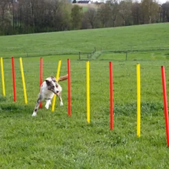 Kit complet d'agilité pour chien Agility en 3 parties*Kerbl Sale