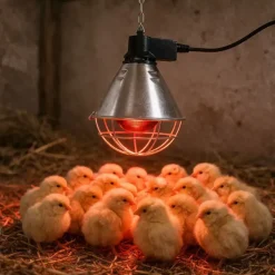 Kit de démarrage pour élevage de poussins*