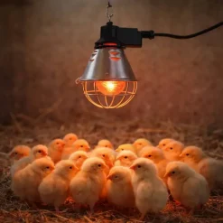 Éleveuse électrique économique 220 V*