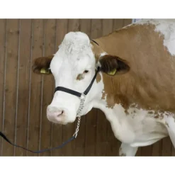 Licol de présentation Bovin + Longe*