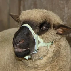 Licol pour mouton ou bélier en cuir*Kerbl New