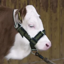 Licol pour veau réglable* Hot