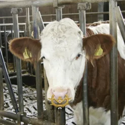 Lot de 2 anti-têteurs anti-bascule Müller veaux 3 tailles* Sale