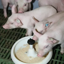 Mangeoire en plastique pour porcelets 2,5L diam. 29 cm* Clearance