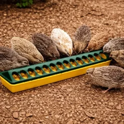 Mangeoire volaille plastique à trous 50cm*Olba