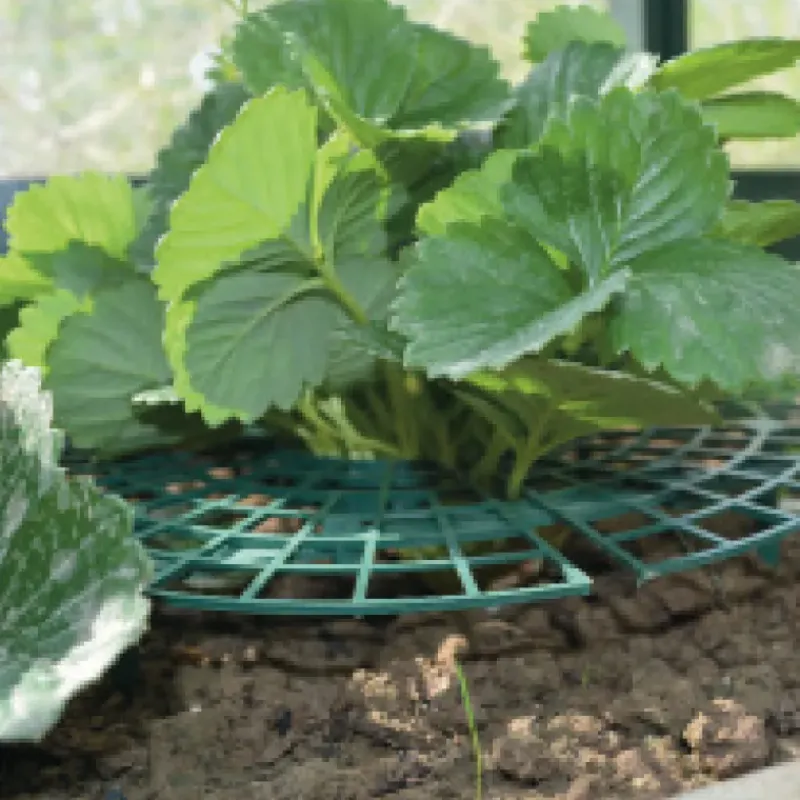 Supports pour fraisiers Lot de 5* Clearance