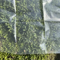 Voile de croissance semi-transparent 2,5x10m pour protection des cultures* Sale
